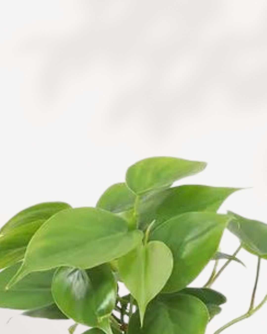 Close-up of Philodendron Hederaceum Heartleaf's glossy leaves