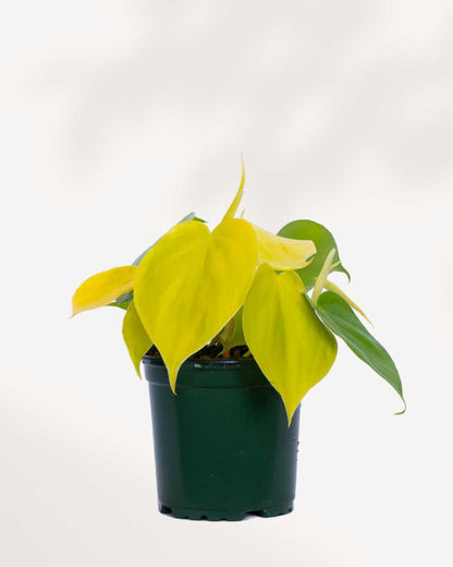 Philodendron Hederaceum Lemon Lime 4" Pot - Small