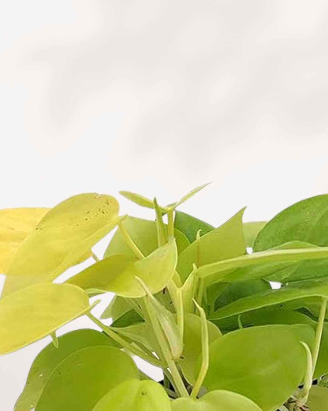 Close-up of Philodendron Hederaceum Lemon Lime's lime-green leaves