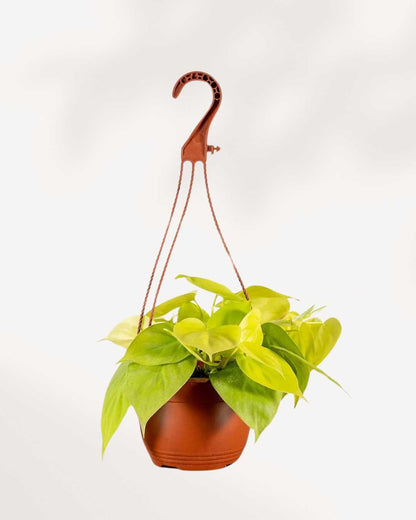 Philodendron Hederaceum Lemon Lime 5" Hanging Basket