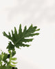 Philodendron Hope Selloum leaf detail, glossy and tropical. Available at mygraenscape.com