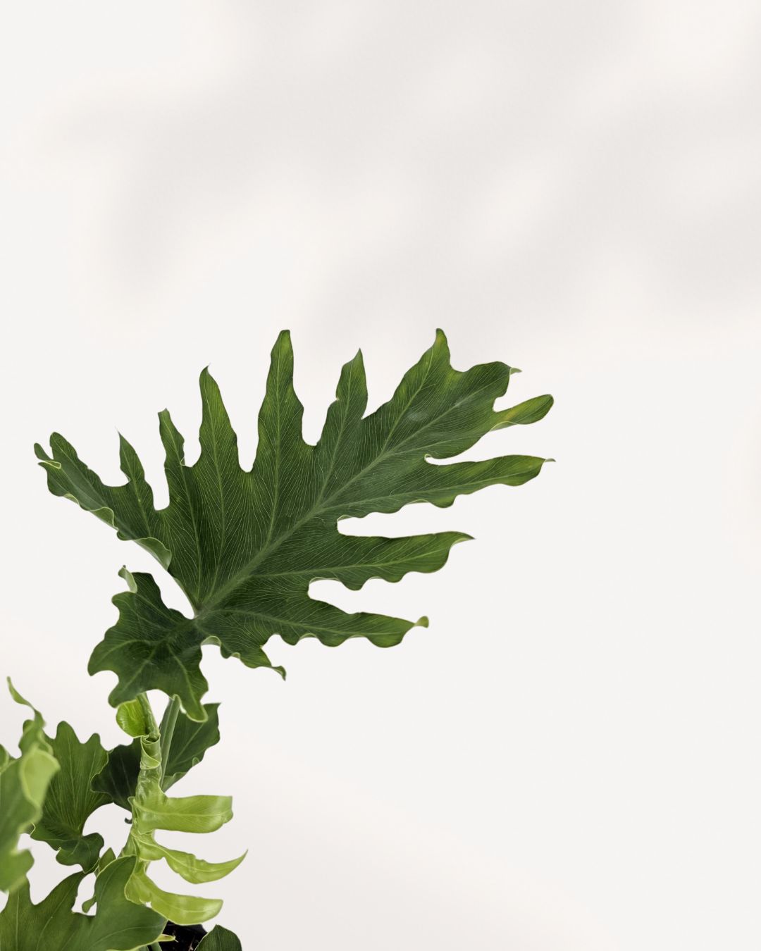 Philodendron Hope Selloum leaf detail, glossy and tropical. Available at mygraenscape.com