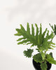 Closeup of Philodendron Hope Selloum leaves, rich texture and color. Buy online.