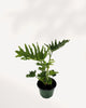 Top side view of Philodendron Hope Selloum, vibrant layered leaves. Shop online.
