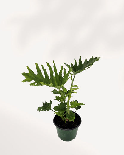 Top side view of Philodendron Hope Selloum, vibrant layered leaves. Shop online.