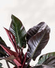 Close-up of Philodendron Imperial Red's burgundy leaves