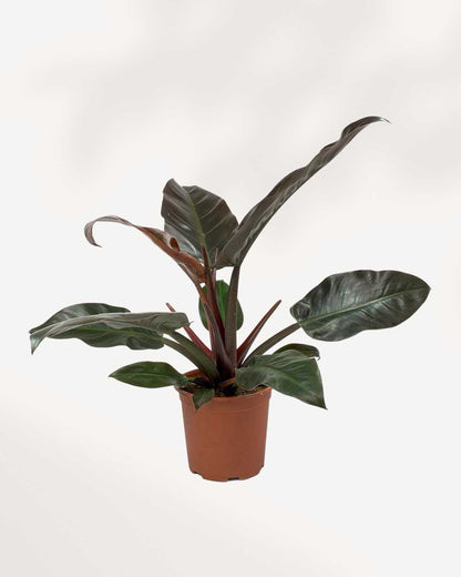 Philodendron Imperial Red 8" Pot Large