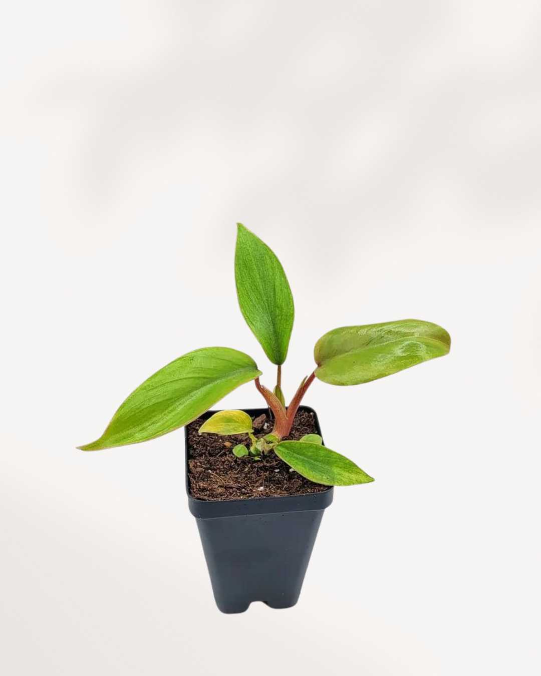 Philodendron Mayoi 3.5" Pot - XSmall
