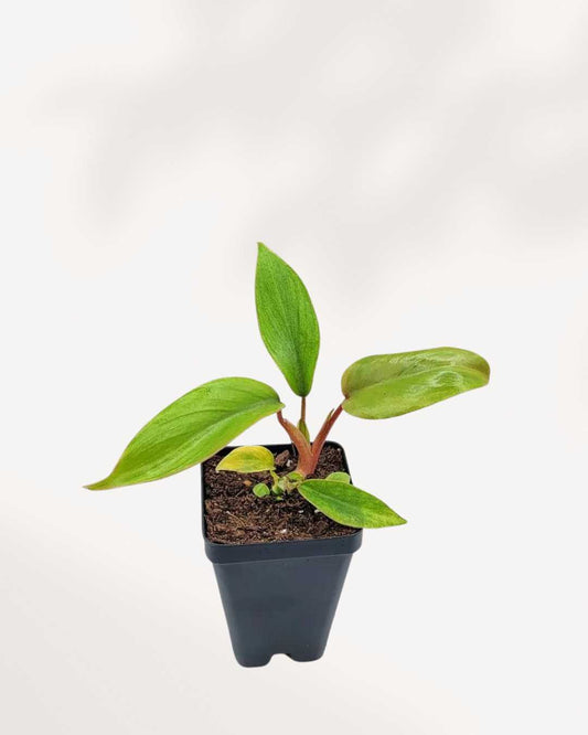 Philodendron Mayoi 3.5" Pot - XSmall