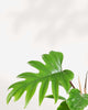 Close-up of Philodendron Mayoi's deeply lobed leaves