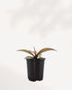 Philodendron 'McColley's Finale' showing red and bronze new growth