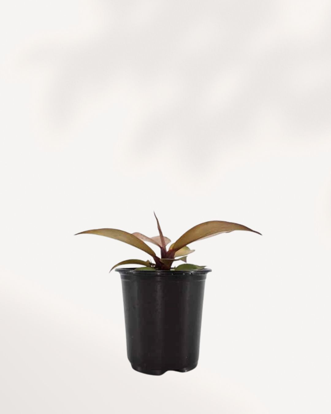 Philodendron 'McColley's Finale' showing red and bronze new growth