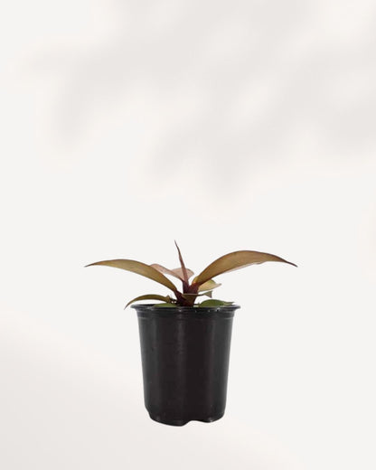 Philodendron 'McColley's Finale' showing red and bronze new growth