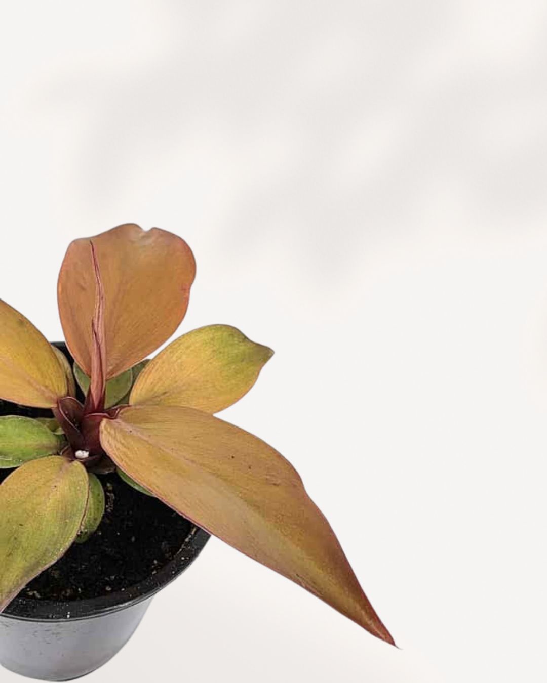 Close-up of Philodendron 'McColley's Finale' leaf color transition