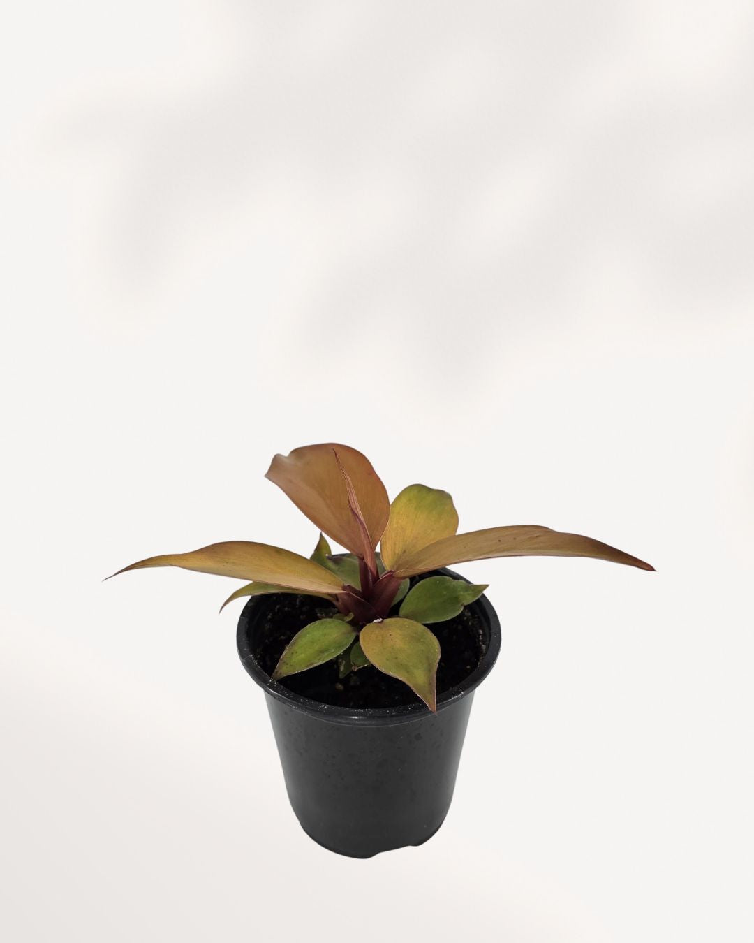 Top view of Philodendron 'McColley's Finale' showing foliage
