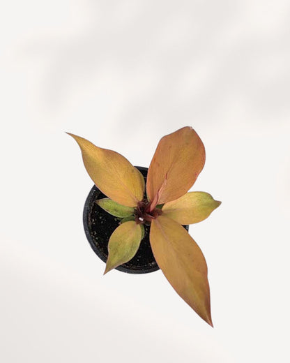 Philodendron 'McColley's Finale' plant in a small pot