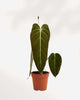 Philodendron Melanochrysum 4" Pot - Small