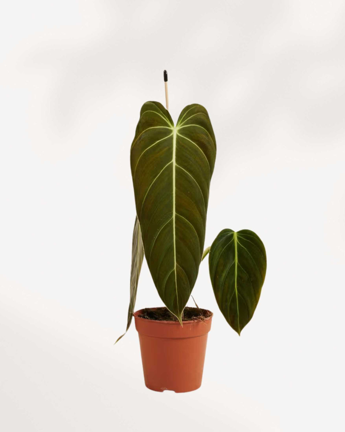 Philodendron Melanochrysum 4" Pot - Small