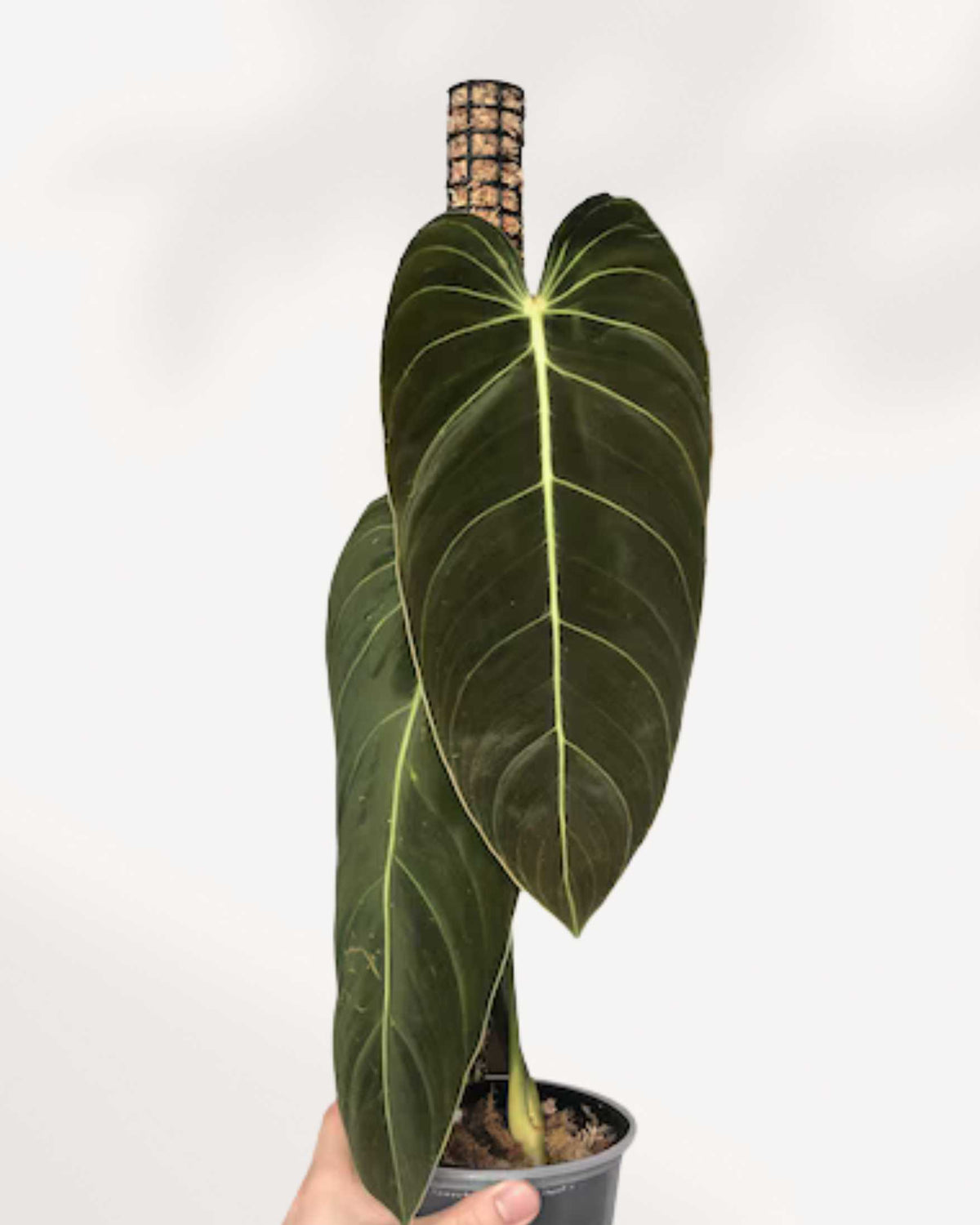 Close-up of Philodendron Melanochrysum's velvety golden-veined leaf