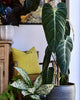 Philodendron Melanochrysum plant in a small pot