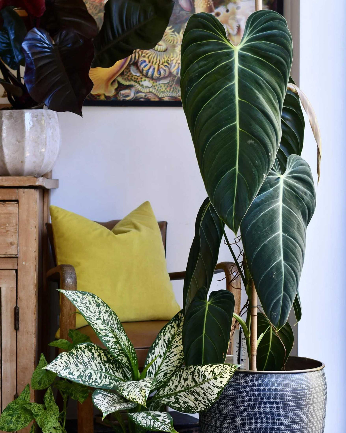 Philodendron Melanochrysum plant in a small pot