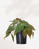 Philodendron Micans 3.5" Pot - Small