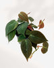 Philodendron Micans trailing vine detail
