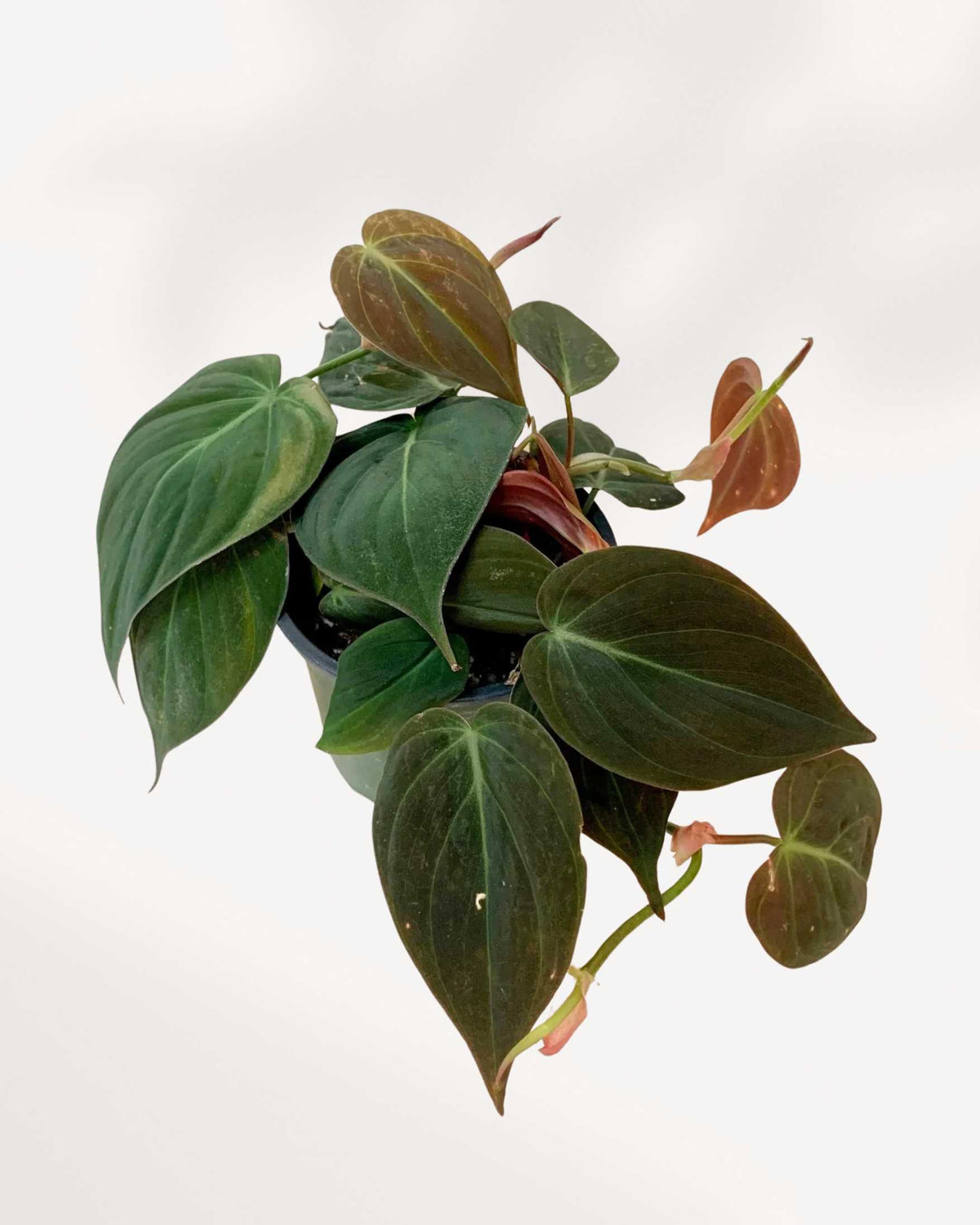 Philodendron Micans trailing vine detail