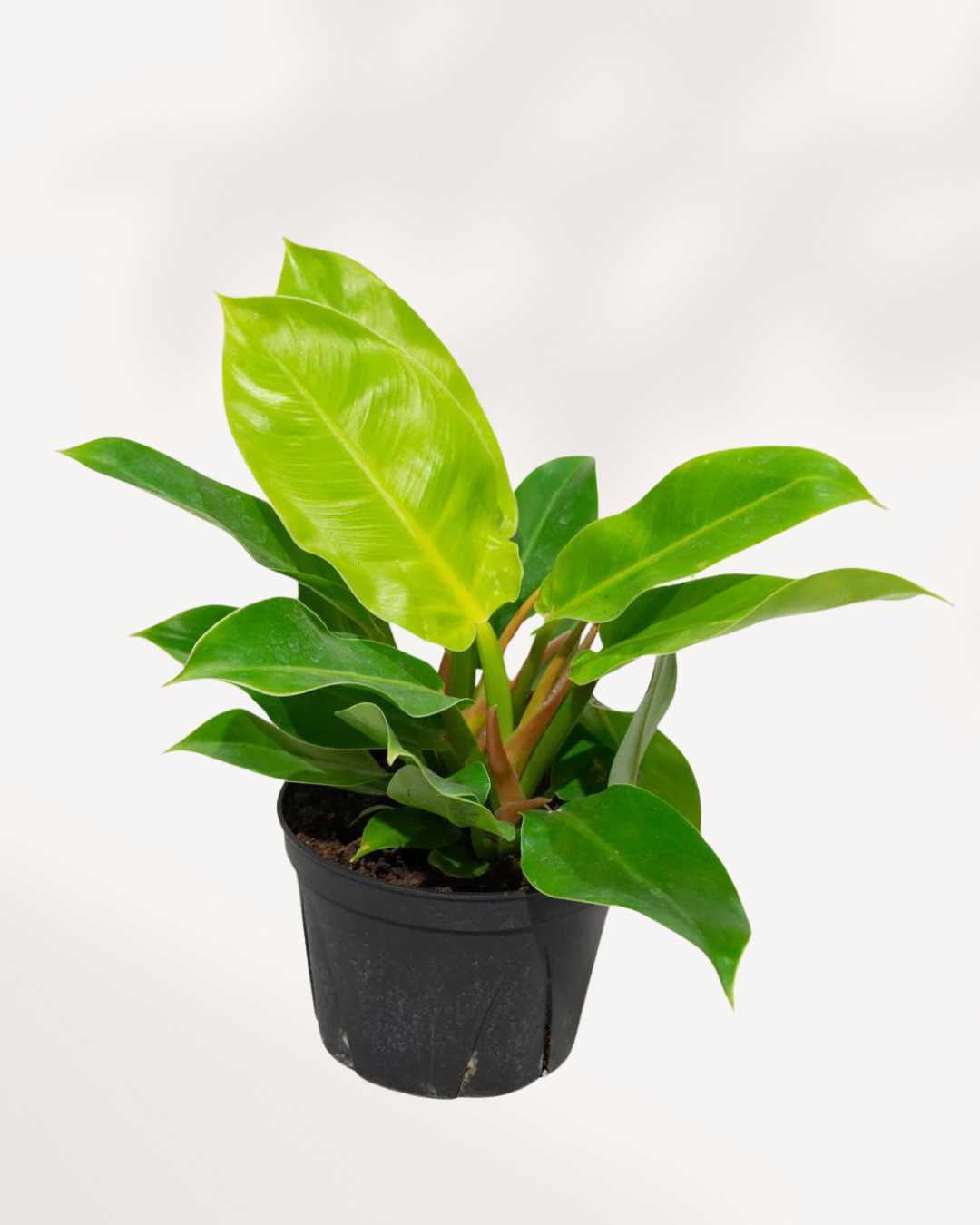 Philodendron Moonlight 6" Pot Medium