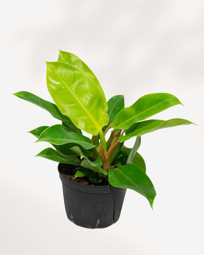 Philodendron Moonlight 6" Pot Medium