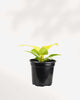 Philodendron Moonlight 4" Pot - Small