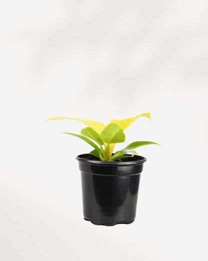 Philodendron Moonlight 4" Pot - Small