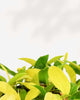 Close-up of Philodendron Moonlight's lime-green leaves