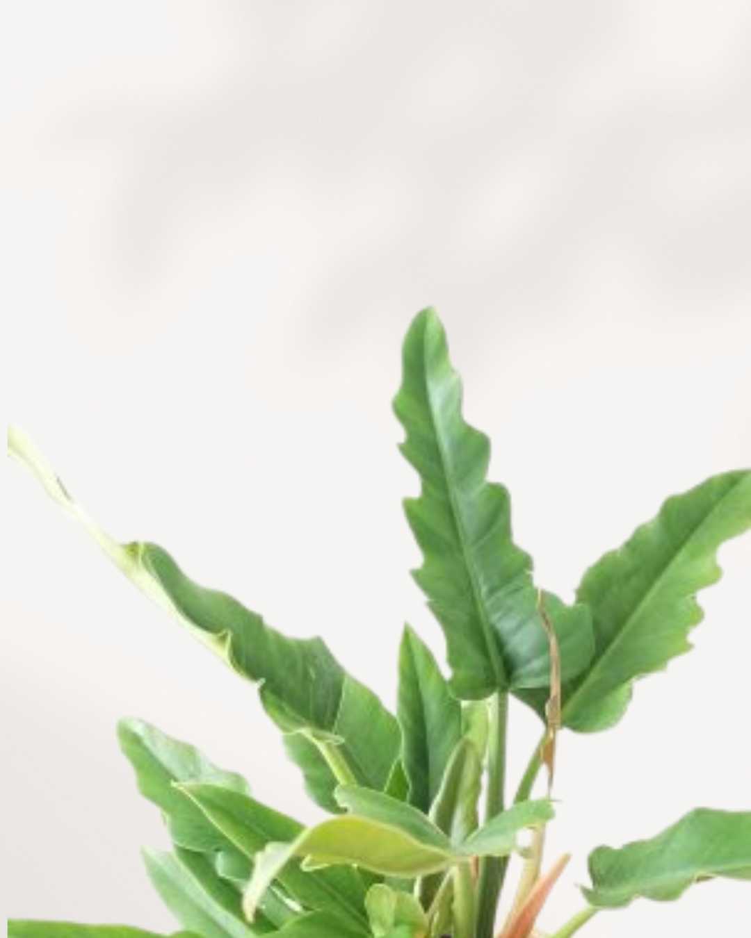 Close-up of Philodendron Narrow Escape's narrow lobed leaves