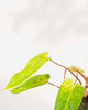 Philodendron Painted Lady showing variegated leaves