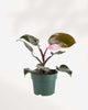 Philodendron Pink Princess - Philodendron Erubescens Pink Princess