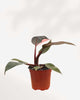 Philodendron Pink Princess - Philodendron Erubescens Pink Princess 3.5" Pot - Small