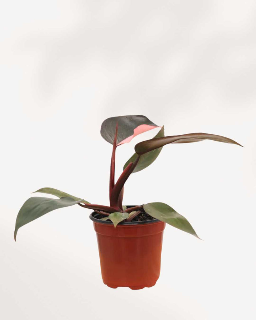 Philodendron Pink Princess - Philodendron Erubescens Pink Princess 3.5" Pot - Small