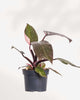 Philodendron Pink Princess - Philodendron Erubescens Pink Princess 5" Pot - Medium