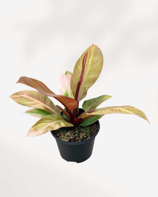 Philodendron Prince Of Orange showing orange new growth
