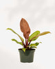 Philodendron Prince Of Orange 6" Pot - Medium