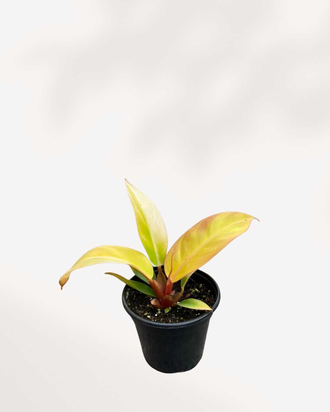 Philodendron Prince Of Orange 4" Pot - Small
