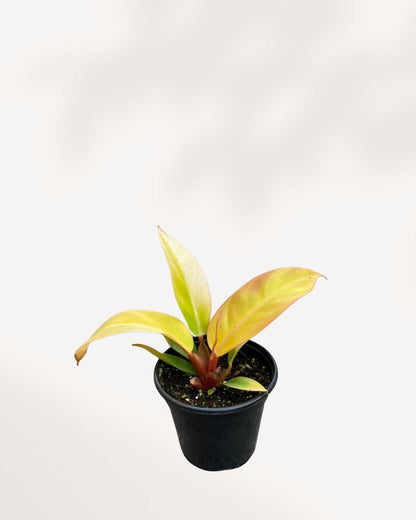 Philodendron Prince Of Orange 4" Pot - Small
