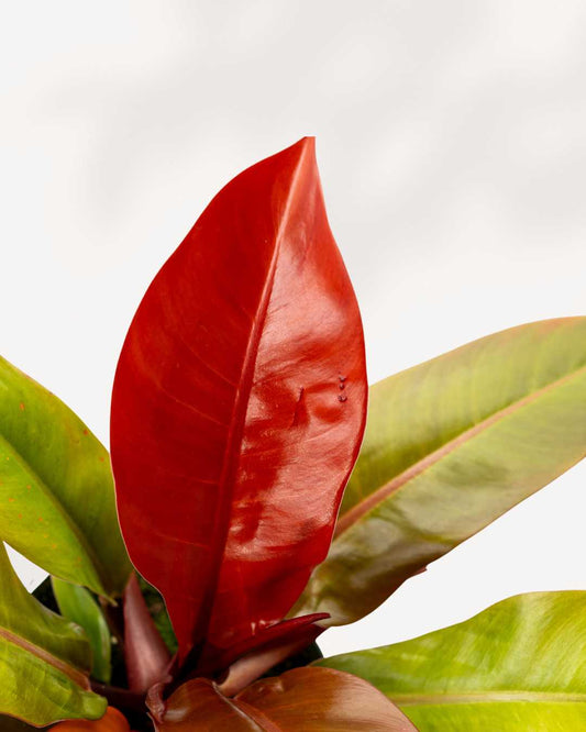 Philodendron Prince Of Orange showing orange new growth