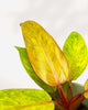 Close-up of Philodendron Quad Colour's multicolored leaf