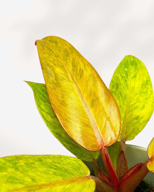 Philodendron Quad Colour 4" Pot Small