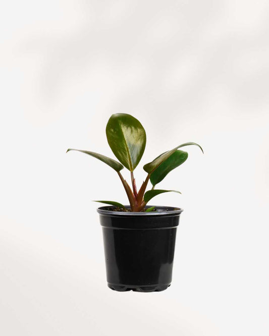 Philodendron Red Congo 4" Pot - Small