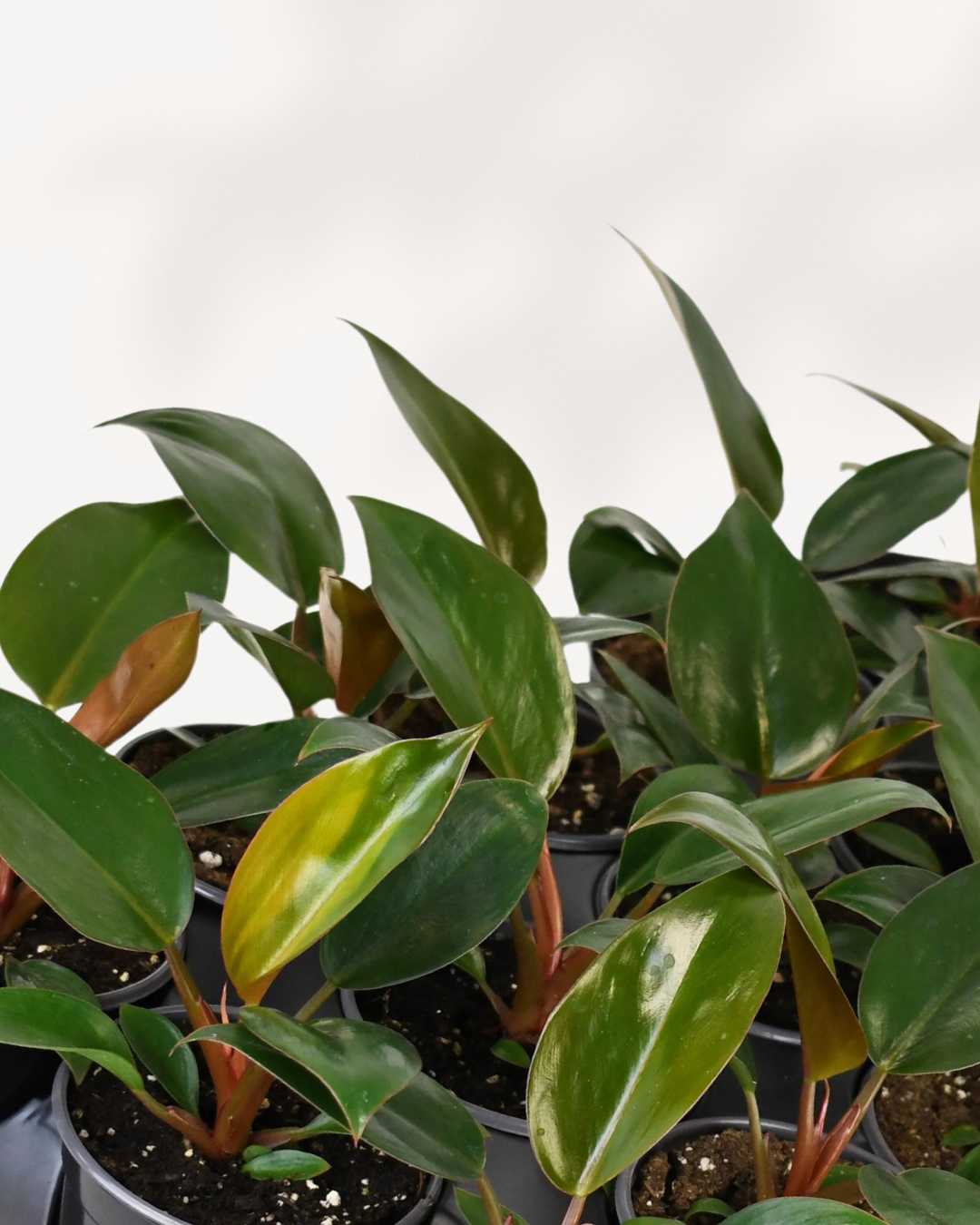 Close-up of Philodendron Red Congo's red stems and glossy leaves