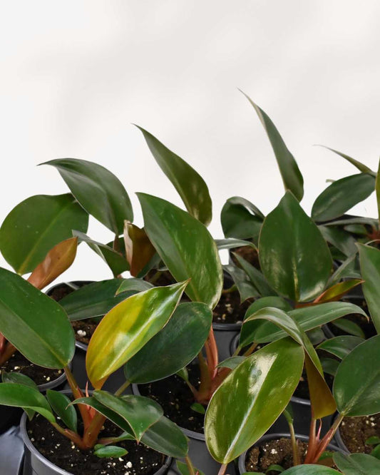 Philodendron Red Congo 4" Pot - Small