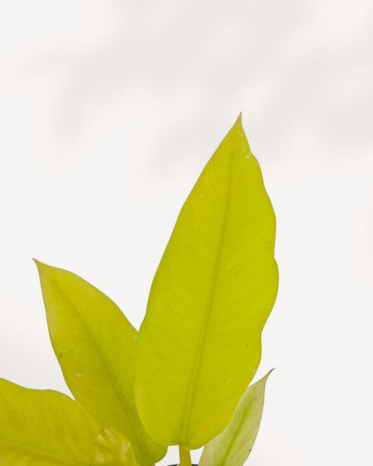 Philodendron Ring of Fire Golden showing gold and cream variegated leaves